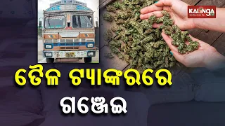 850 Ganja Seized From Truck In Sambalpur, Two Arrested || KalingaTV