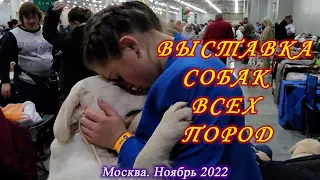 Москва. 26-27 ноября 2022. Крокус Сити. Выставка собак всех пород "Россия 2022".
