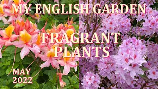 Fragrant Plants Tour - My English Garden - May 2022