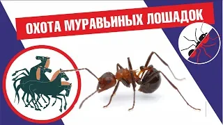 МУРАВЬИ Myrmicaria brunnea УБИВАЮТ И СГРЫЗАЮТ ТАРАКАНА!