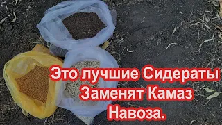 Этот сидерат способен заменить Камаз навоза. Раскрываю информацию о сидератах и методе использования