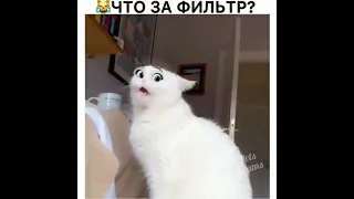 Идеальный фильтр для ваших кошек😂😍