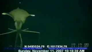 Rare Magnapinna Squid Caught on Video - Aliens in our Oceans!