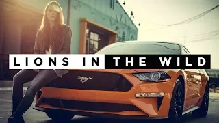 Martin Garrix & Third Party - Lions In The Wild (The Antisocials Remix)