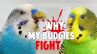 5 Reasons Why Your Budgies Fight