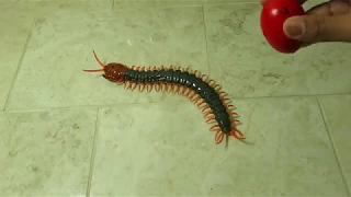 RC Remote Control Centipede Scolopendra Creepy-crawly Toy Review