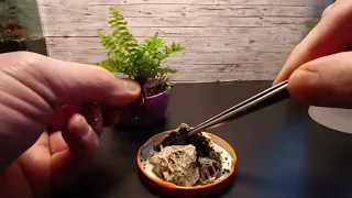 Páfrány a szószos üvegben / Mini fern in a Wet sauce jar