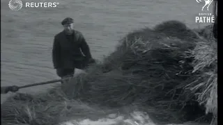 The Orkney Islands suffer drastic hurricane damage (1952)