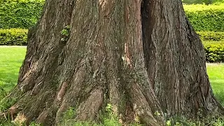 Is this the largest Dawn Redwood Tree in America?