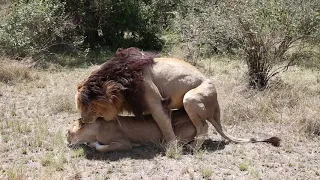 Scarface Lion Mating in Masai Mara, Kenya - Africa Travel Wildlife