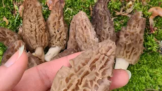 Les Morilles Coniques du mois de Mars 2024