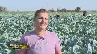 Cum a fost anul acesta agricol în bazinul legumicol Lungulețu