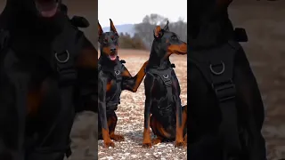 dangerous Doberman dog by ashu dog l