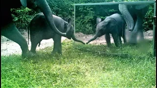 A calf elephant thinks its reflection in the mirror would be a young cow or a young calf: cute react