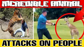 SHOCKING ANIMAL ATTACKS ON PEOPLE! Animals' Dangerous Encounters