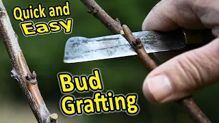 Grafting Fruit Trees | Summer Budding of Plums, Peaches, Apricots, Kiwis and other fruit trees