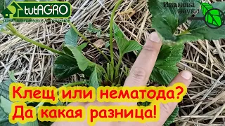 ЧТО ЭТО НА ЗЕМЛЯНИКЕ: КЛЕЩ или НЕМАТОДА? А какая, вообще,  разница!?!