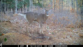 Maine White-Tailed Deer Scrape activity 12/01/19 - 12/15/19