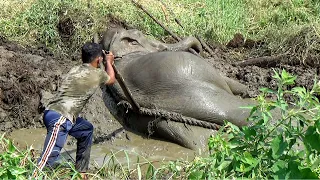 Collaborative mission to save Elephant suffering from liver fluke disease & stuck in a muddy field