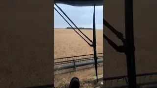 Combining yellow peas in Saskatchewan