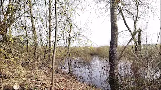 ПРОБУЖДЕНИЕ ПРИРОДЫ,  ПЕНИЕ ПТИЦ и ЗВУКИ ЛЯГУШЕК Весной у Воды. Звуки природы и леса для релаксации