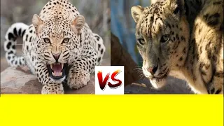 ЛЕОПАРД VS СНЕЖНЫЙ БАРС  SNOW LEOPARD VS AFRICAN LEOPARD