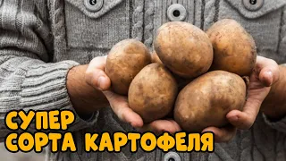 Два урожая картофеля за лето РЕАЛЬНО! Ранние сорта картофеля