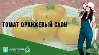 Томат Оранжевый слон