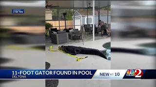 Volusia County homeowner finds 11-foot gator in swimming pool