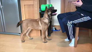 Malinois pup Manus BRN 34633 at 4 months old in training.