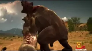 American Lion vs Short-Faced Bear | Ice Age Monsters