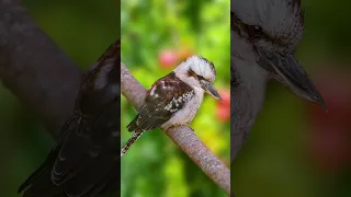 Are Kookaburras Kingfishers? #shorts #shortsvideo