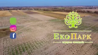 Посадка обліпихи в аграрній компанії "Екопарк"