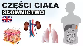 Learn Polish Vocabulary - Parts of the body 9 (Części ciała)