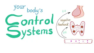 Your body’s control Systems | Physiology