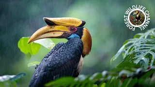 Wreathed hornbill Rainforest Bird | 4K