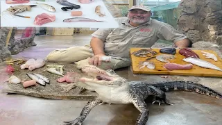 ALLIGATOR MUKBANG ATTACK 😂