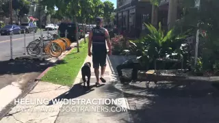 14 Day Transformation of 8 month old GSP/Pit Mix "Lily": Dog Training Oahu