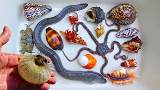 Catch puffer fish and hermit crabs, snails, conch, eels, crabs, sea fish, starfish, sea urchins