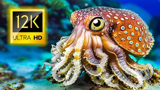 A Wildlife Tour of Ocean Animals and Fish 12K ULTRA HD - Ocean Sounds and Piano Music