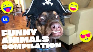 😂Funny Animals videos compilation cats and dogs Episode 9