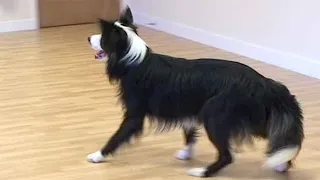 Teach your dog to reverse / walk back on cue (Doggy dancing!)