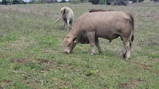 Bull pasture walk and talk!