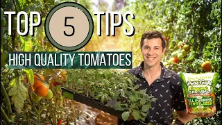 Top 5 Revolutionary Tips GUARANTEED to Grow High Quality TOMATO SEEDLINGS!