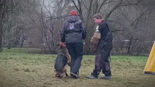 Немецкая овчарка. Чилимгур Ëшико (Фелисити)