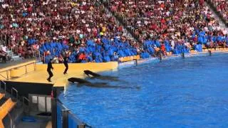 Loro Parque - Orcas Show 2014