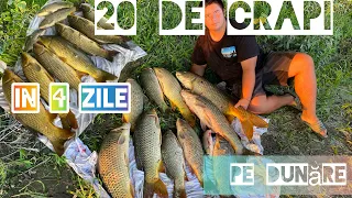 😱AU INTRAT CRAPII PE BOABE 😍🌽! 72 h pe DUNĂRE in căutarea crapilor🐟🥳#fishing #dunarenii #carp