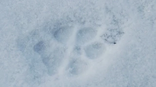 Wildlife Tracking; Coyote Trail