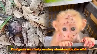 Foreigners see a baby monkey abandoned in the wild, the baby monkey is so sad