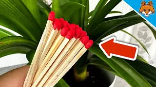 Put Matches in Plants and you will THANK ME FOREVER💥(Genius)🤯